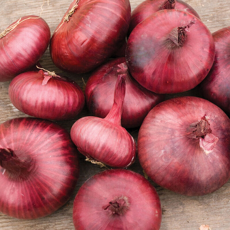 Cipollini Onions (lb)