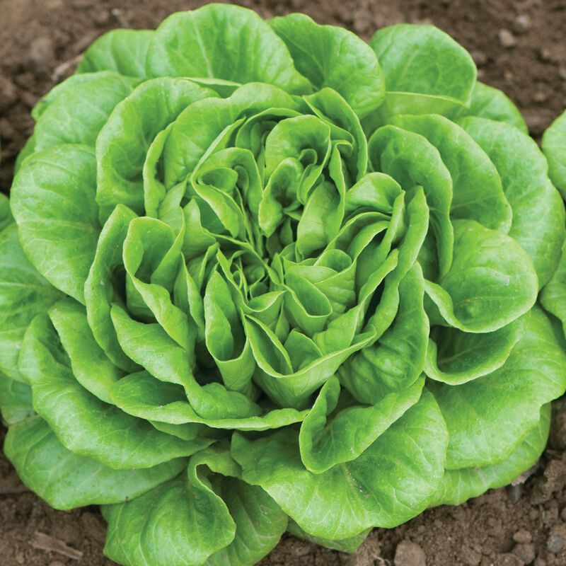 Baby Butterhead Lettuce