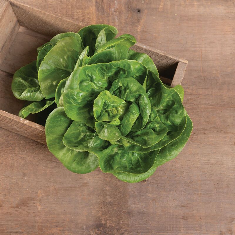 Gem Lettuce