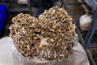 Maitake Mushrooms (0.5lb)