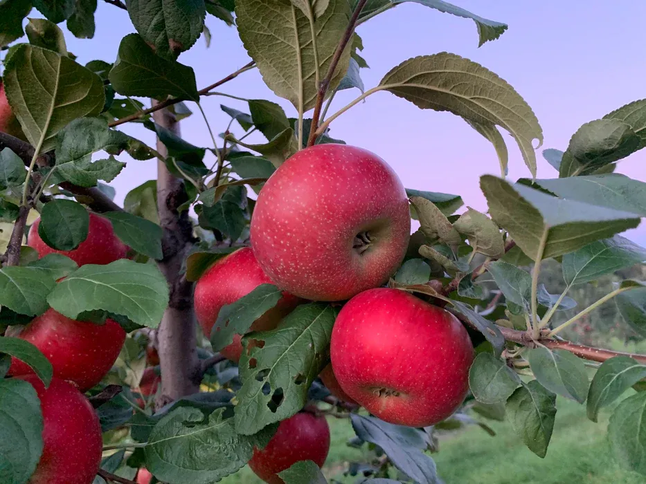 Apples (3lb), Choose Option: Crimsoncrisp