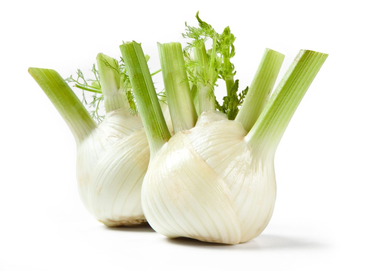 Fennel (bulb)