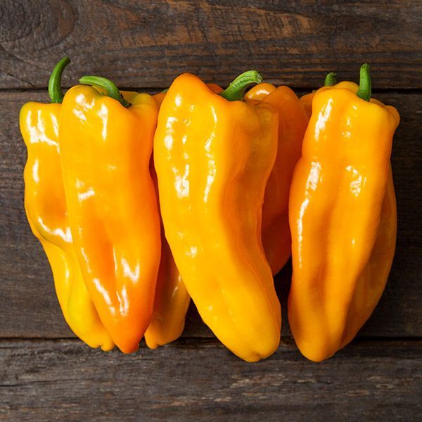 Escamillo Pepper