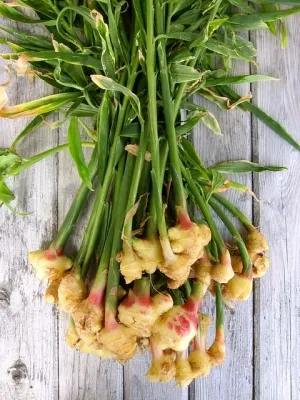 Fresh Ginger (0.5lb)