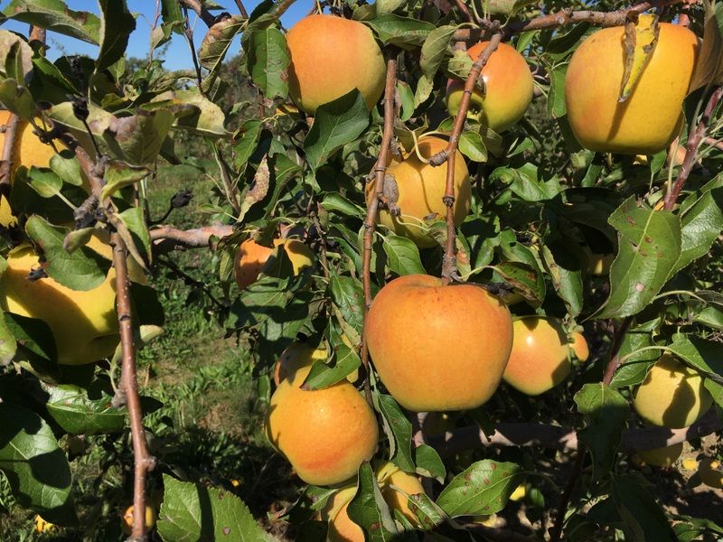 Apples (3lb), Choose Option: Suncrisp