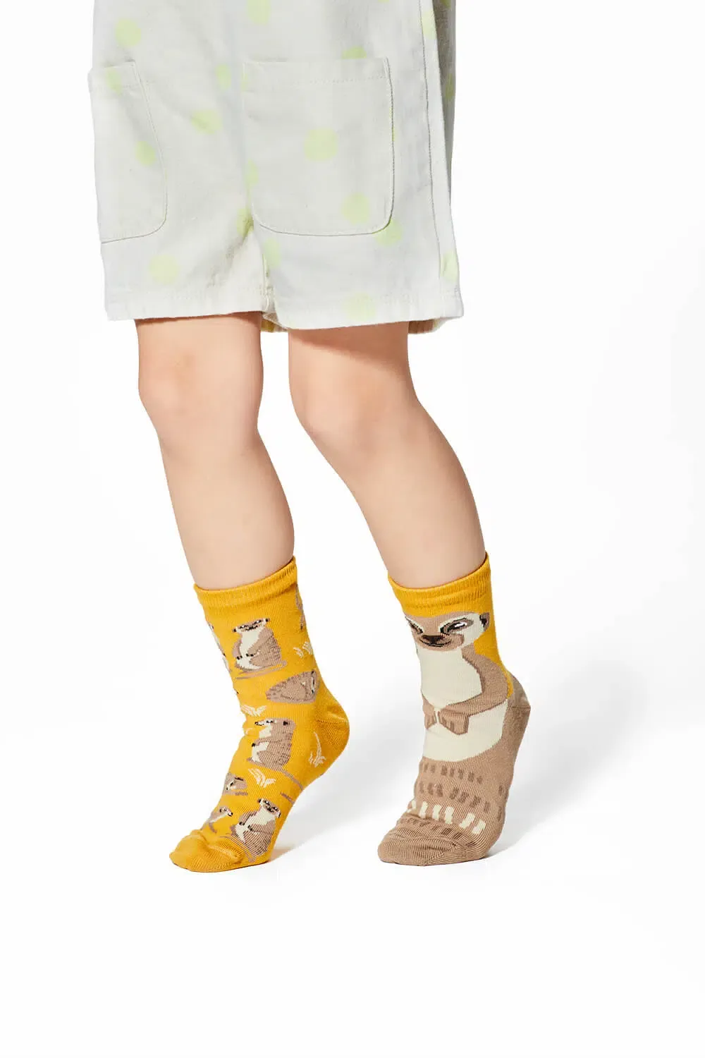 Many Mornings The Meerkat