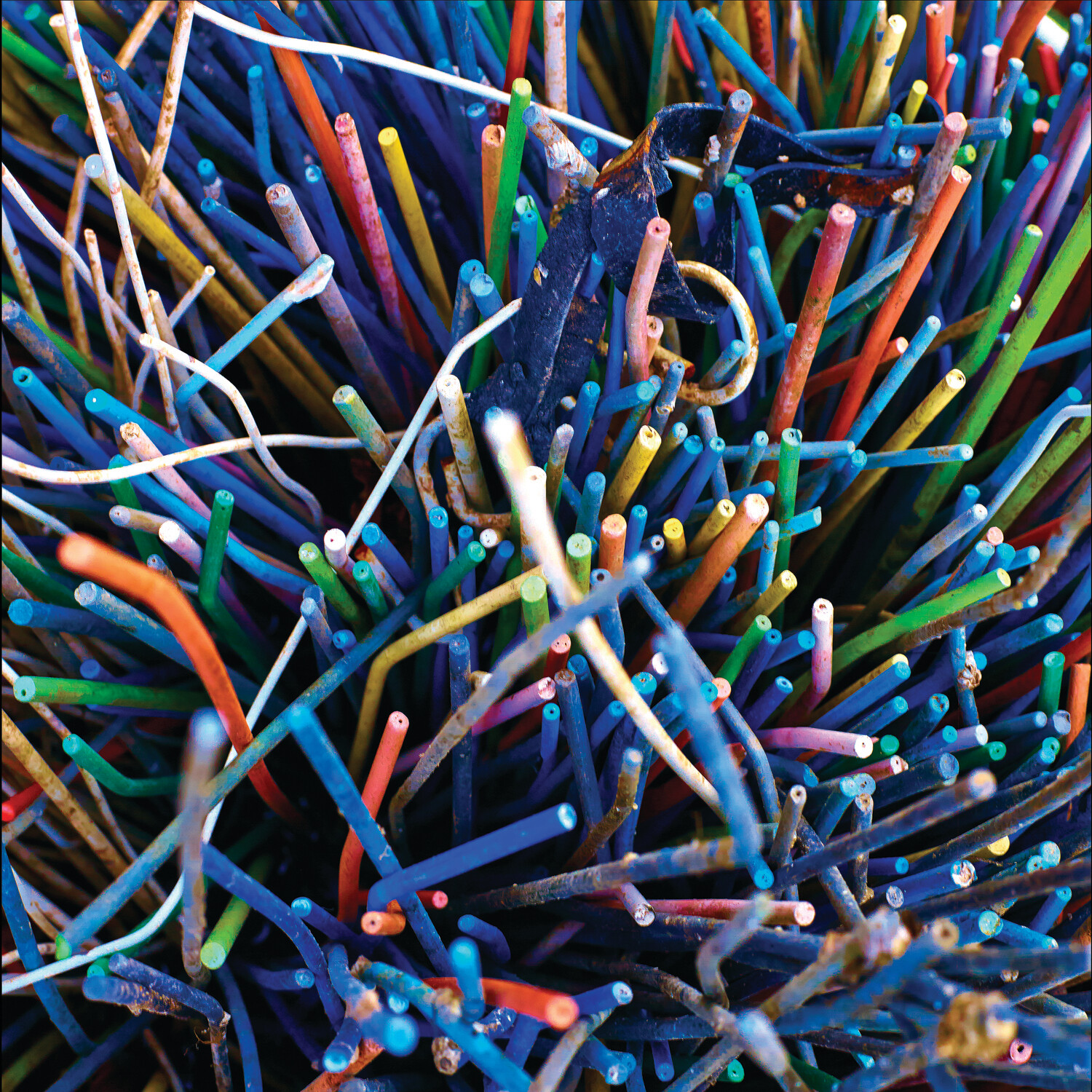 Joncs ostréicoles