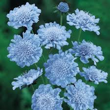 Scabiosa Pincushion Flower Butterfly Blue 1 Gallon Store Fossil Creek Tree Farm Nursery Landscaping Fort Worth Scabiosa Pincushion Flower Butterfly Blue 1 Gallon Store Fossil Creek Tree Farm Nursery Landscaping Fort Worth