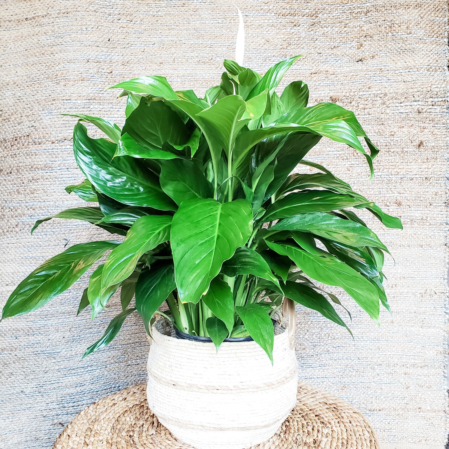 10" Spath Store Fossil Creek Tree Farm Nursery