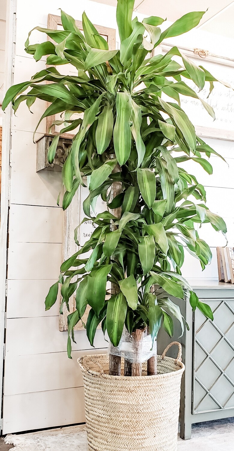 DRACAENA, MASS CANE 5432 Store Fossil Creek Tree