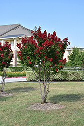 dynamite crape myrtle