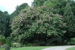 Crape Myrtle Muskogee 30 Gallon