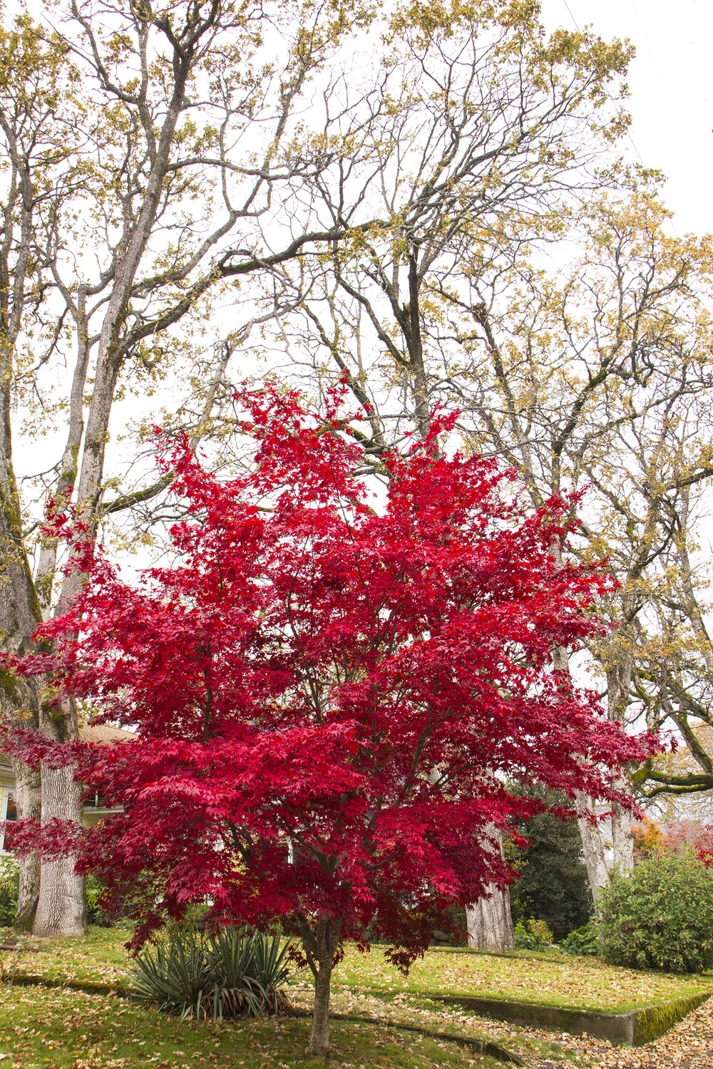 Japanese Maple Bloodgood 15 Gallon