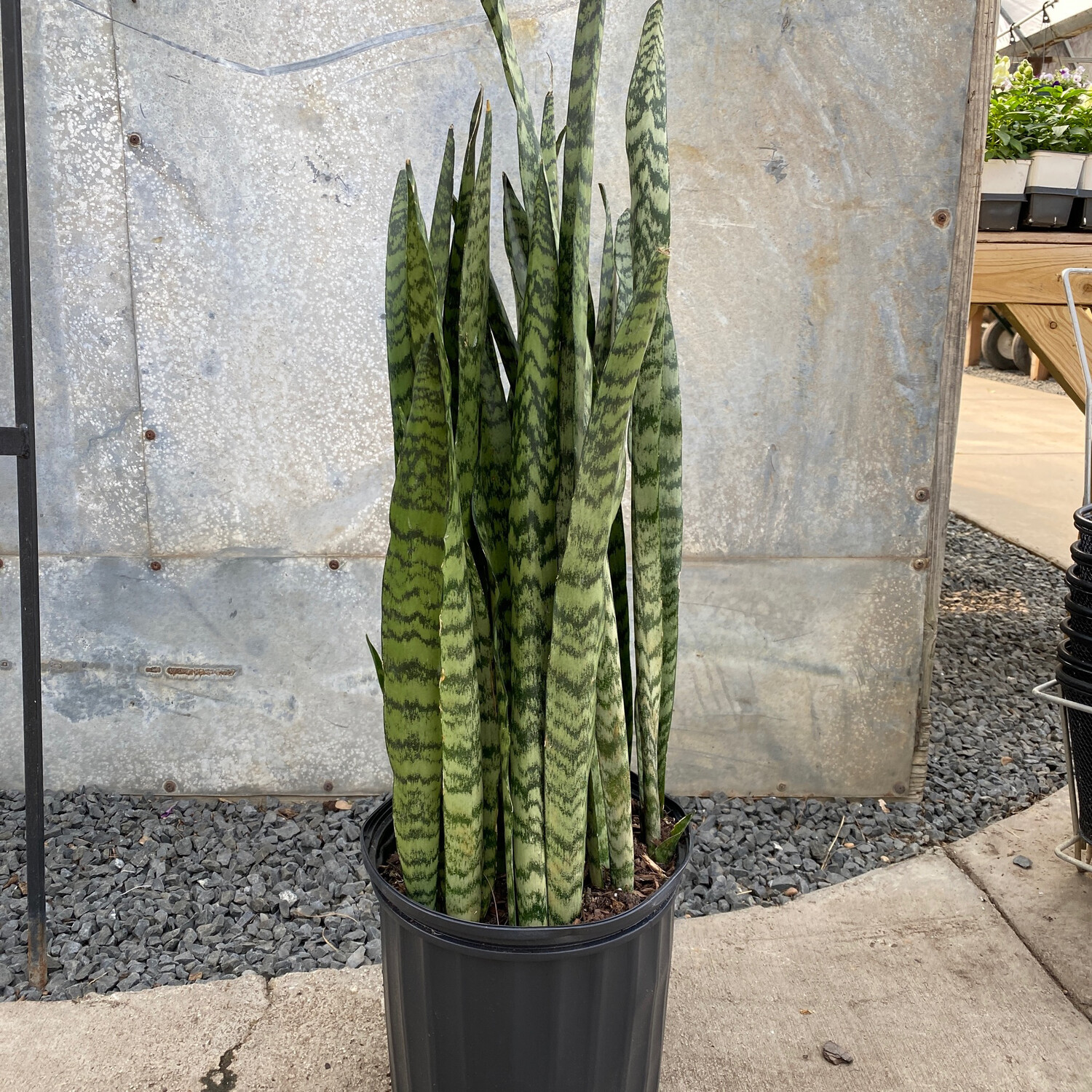 Sansevieria Wintergreen 10