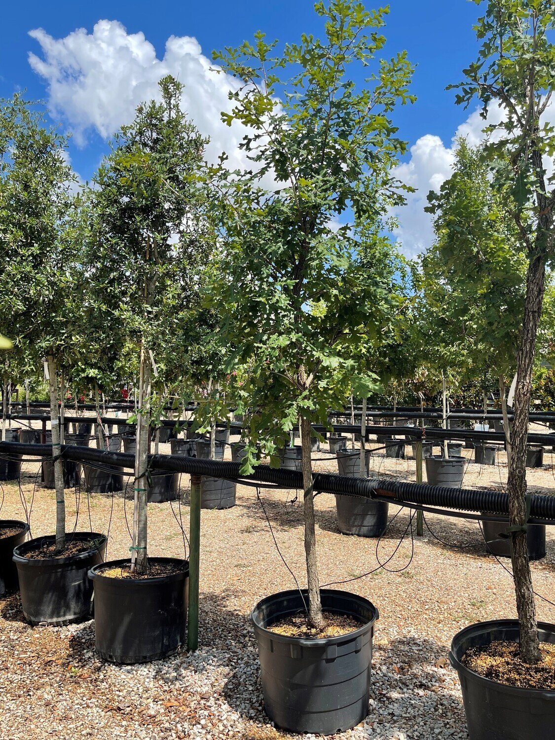 Oak Burr 30 Gallon Store Fossil Creek Tree Farm Nursery Landscaping Fort Worth