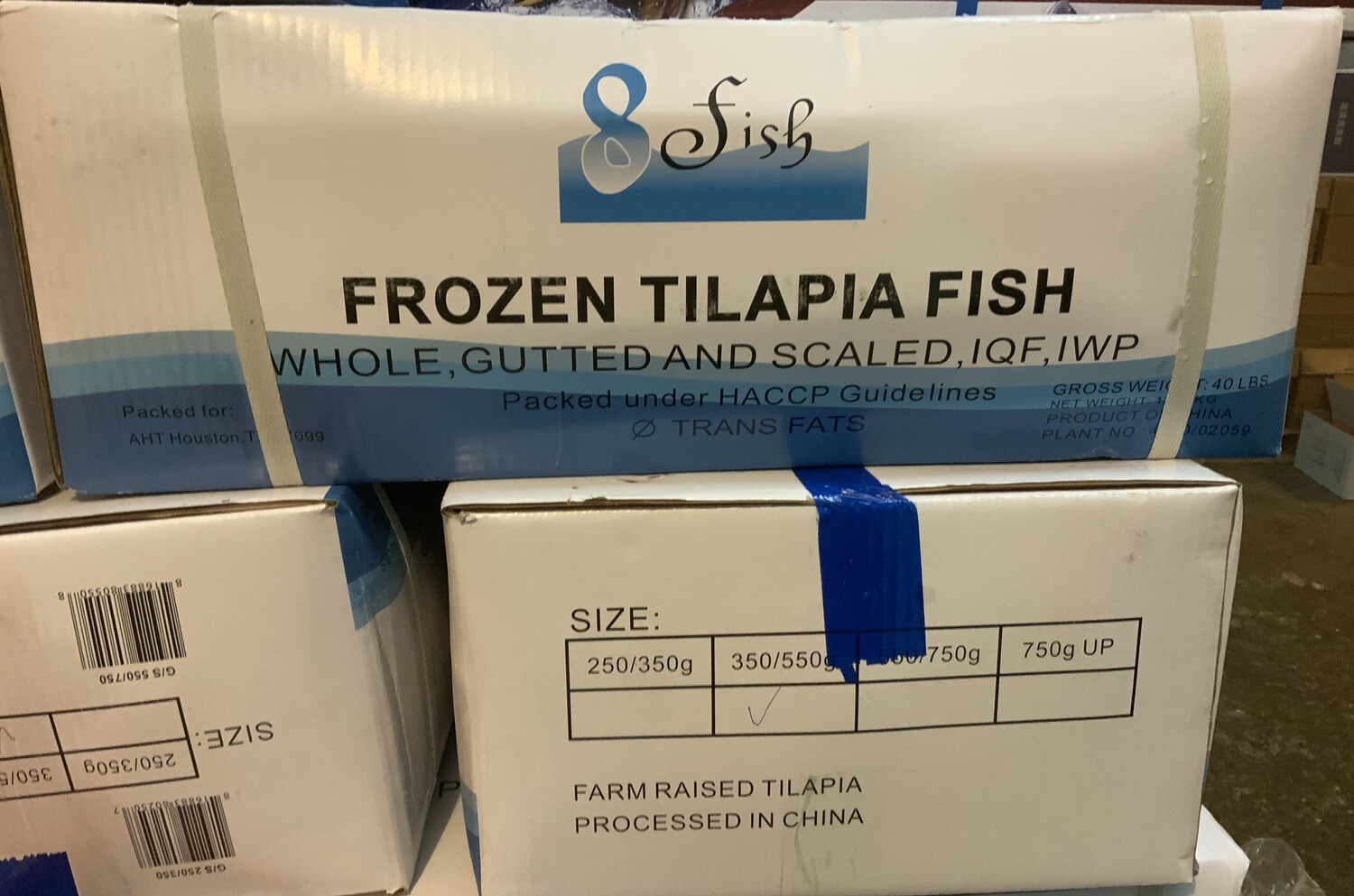 TILAPIA MOJARRA WHOLE FISH By CASE