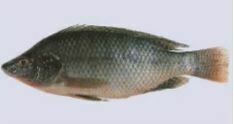 TILAPIA MOJARRA WHOLE FISH By CASE