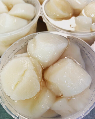 SEA SCALLOPS