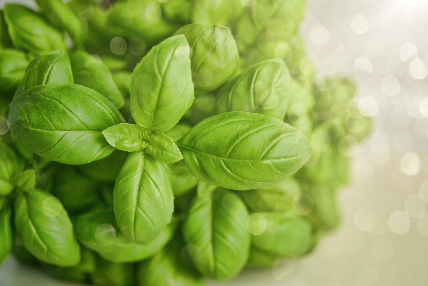 50g Basil