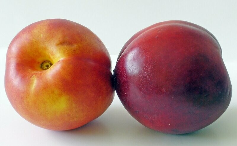 4 Nectarines