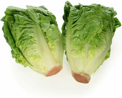 1 Pack Little Gem Lettuce