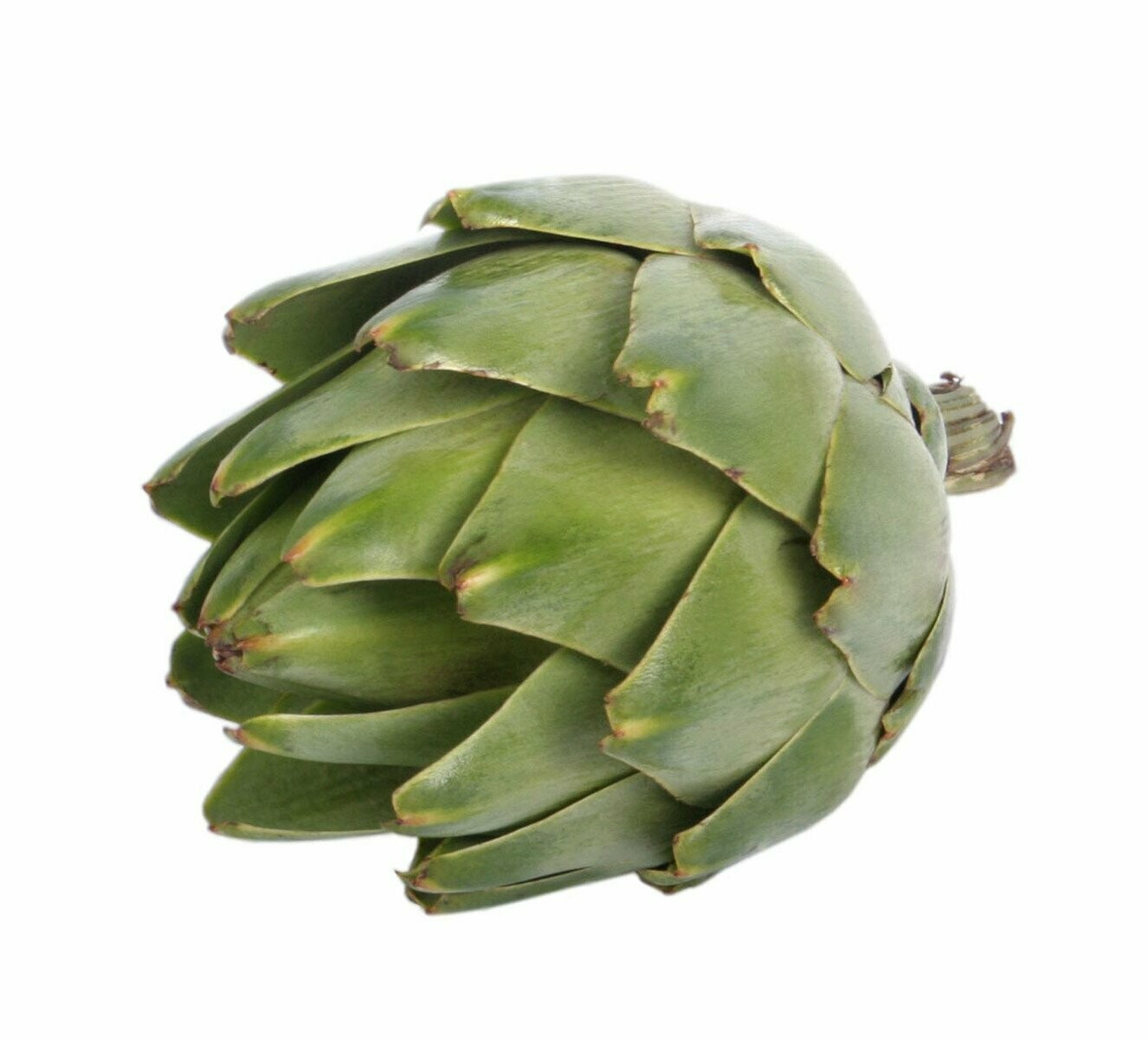 1 Globe Artichoke