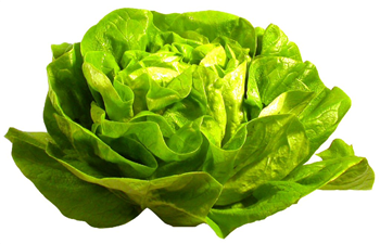 1 Flat Lettuce