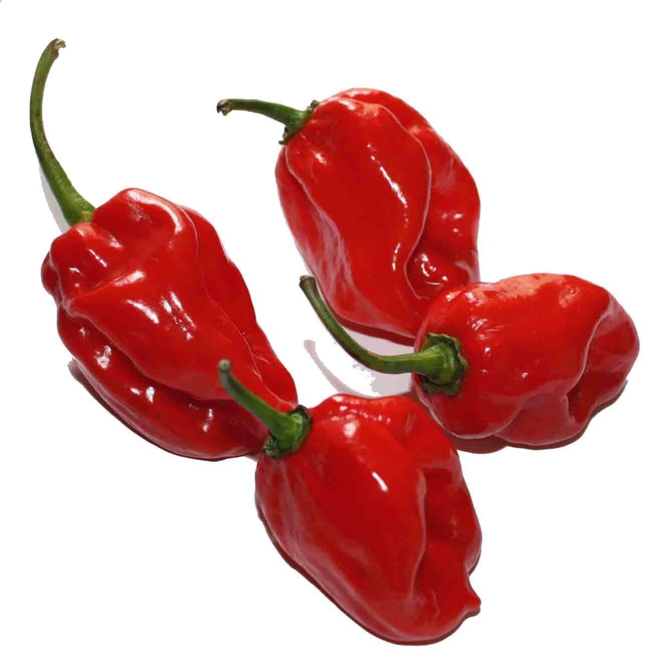 1 Habanero Chilli