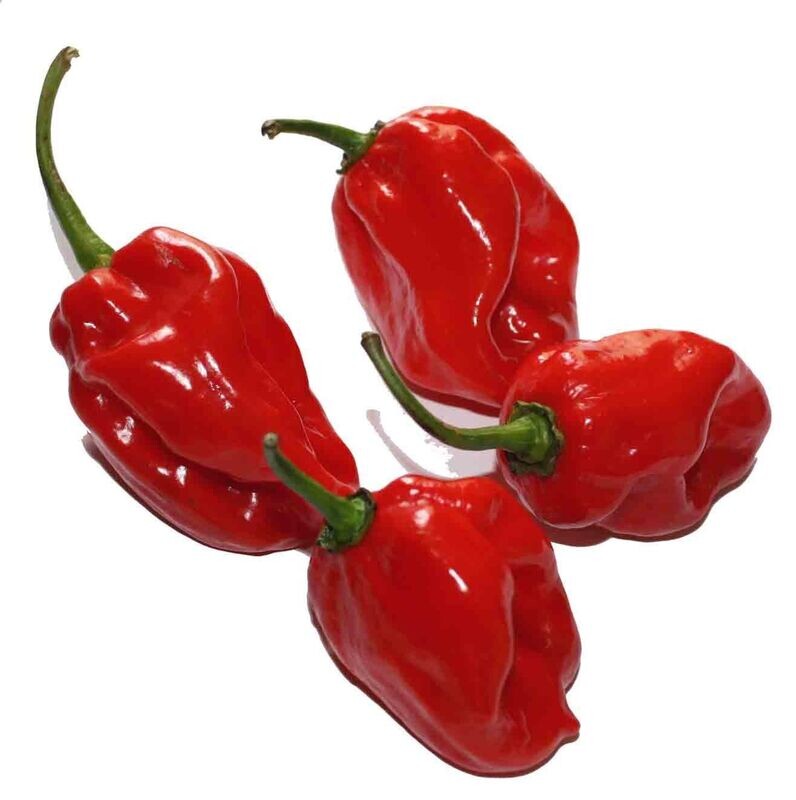 1 Habanero Chilli