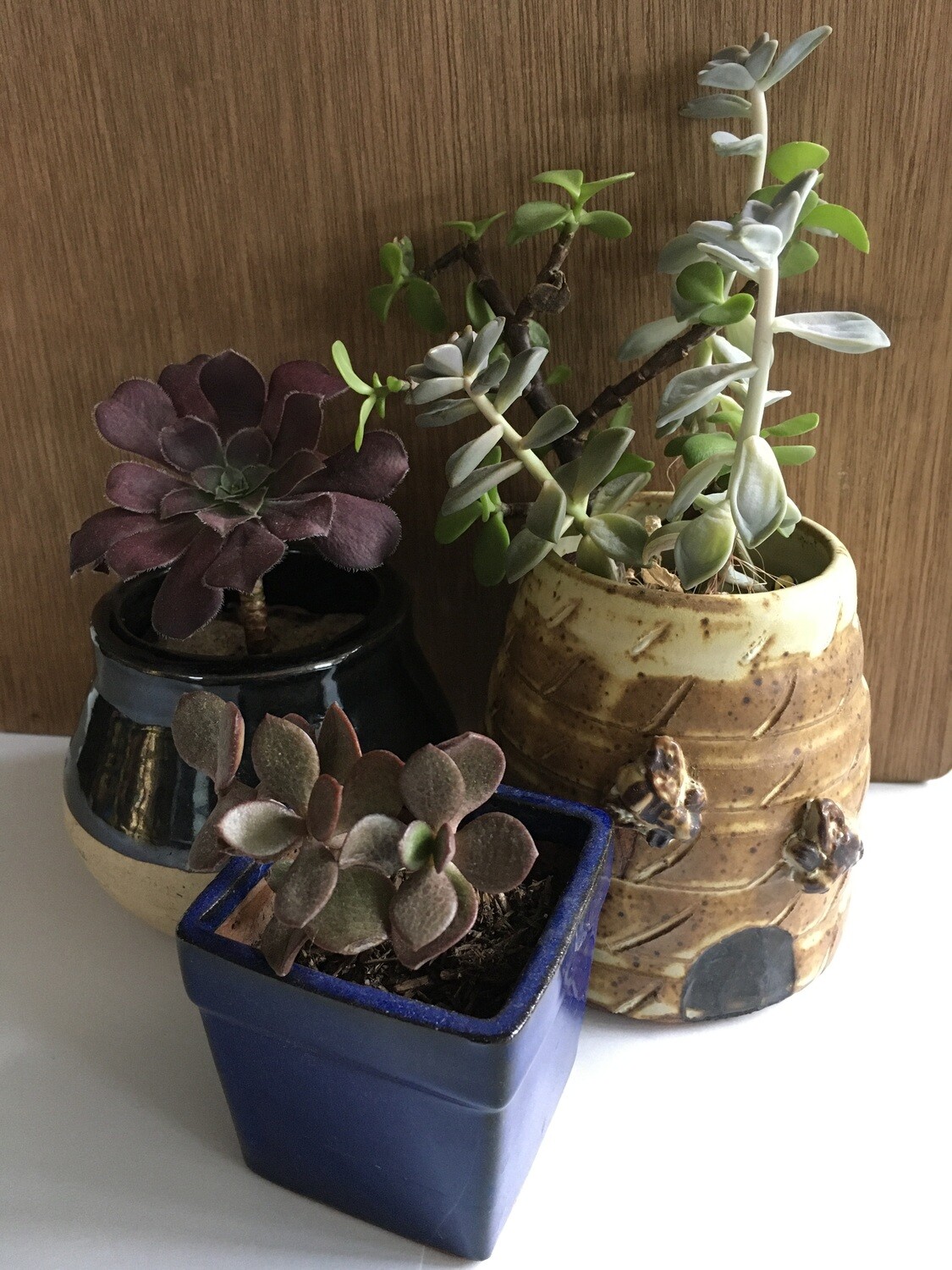 Household / Plants / Potted Succulents