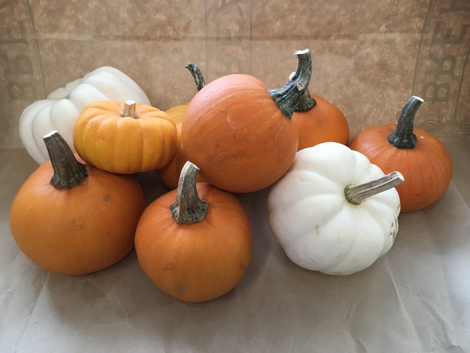 Produce / Vegetable / Organic Ornamental Pumpkin, Small