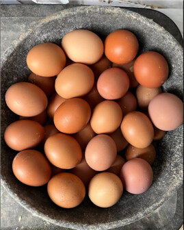 1 dozen Chicken Eggs: from pastured hens, fed free-choice organic grains