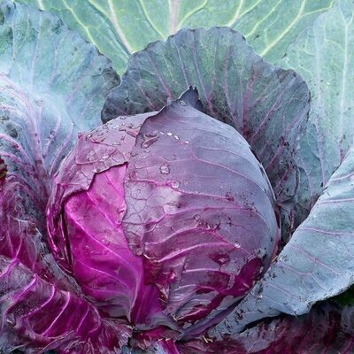 CABBAGE RED (WHOLE)