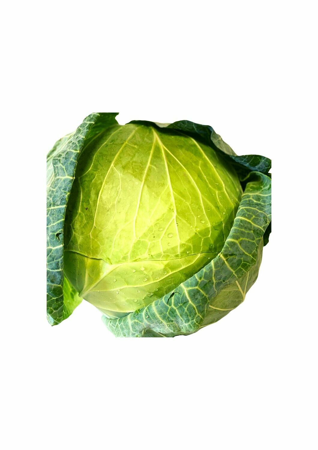 CABBAGE GREEN (WHOLE)
