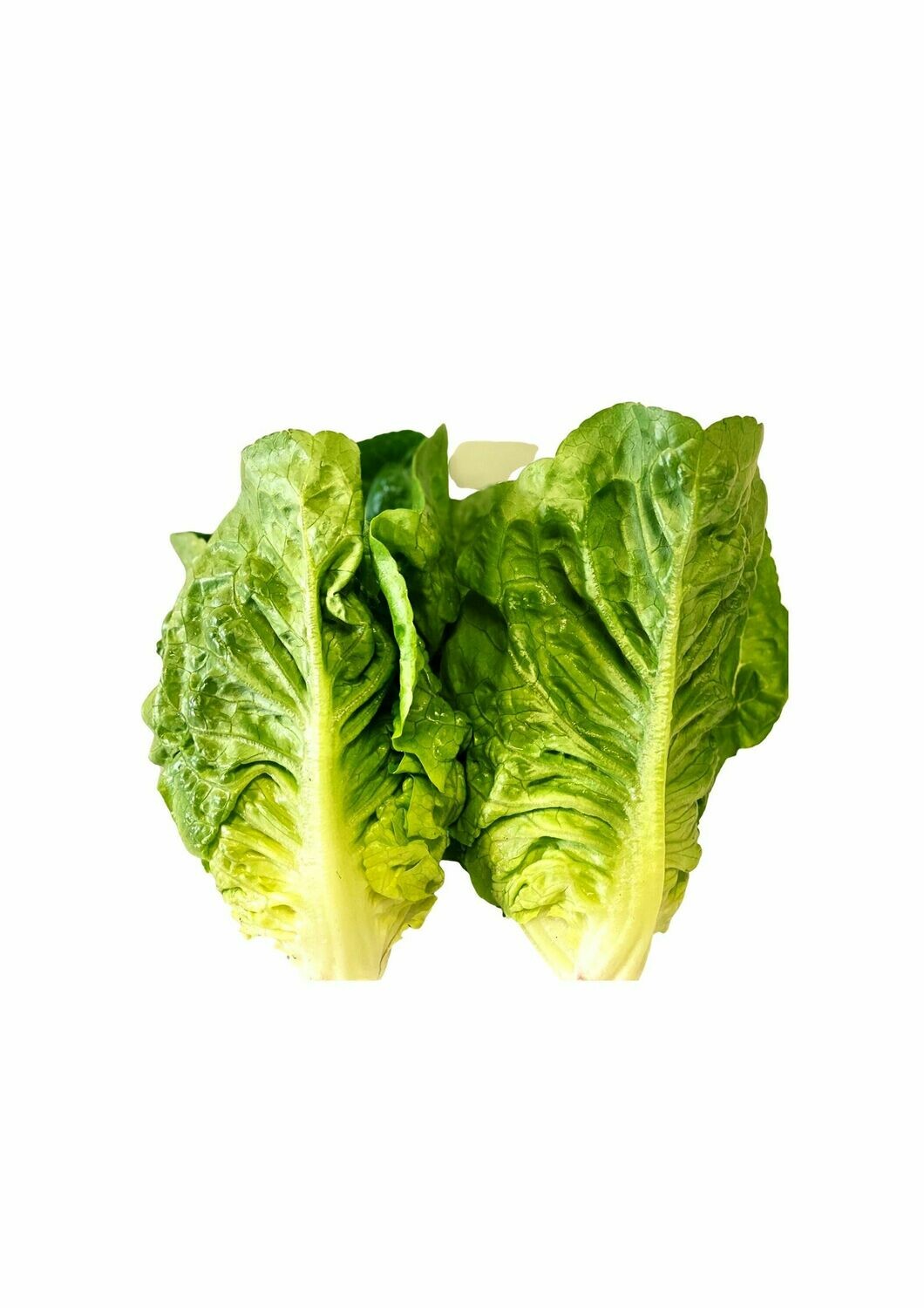 LETTUCE BABY COS (TWIN PACK)