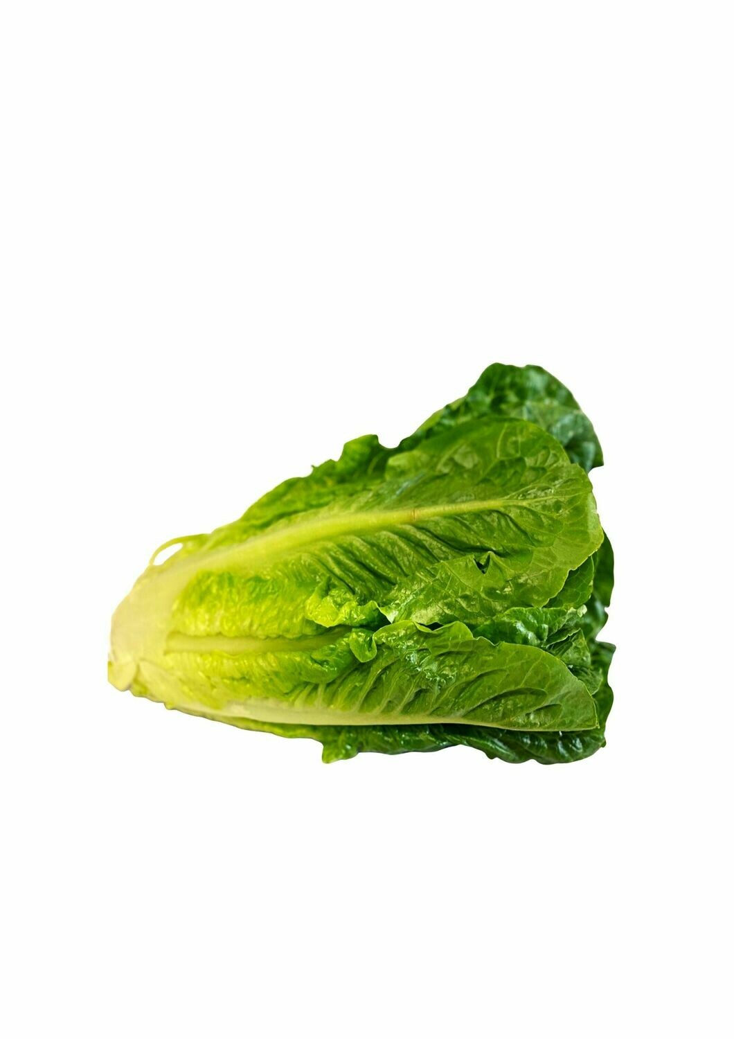 LETTUCE - MIDI COS  (EACH)