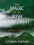 Magic Of An Irish Rainforest