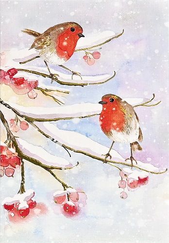 Robins In Snow