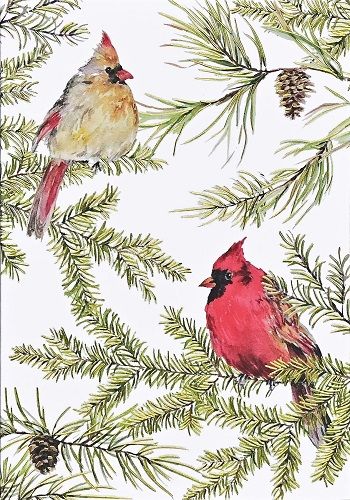 Cardinals In Evergreens Cardinals In Evergreens