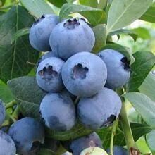 Blueberry Hefeweizen Growlers 5% ABV