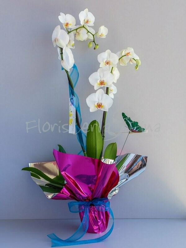 Orquídea Deco