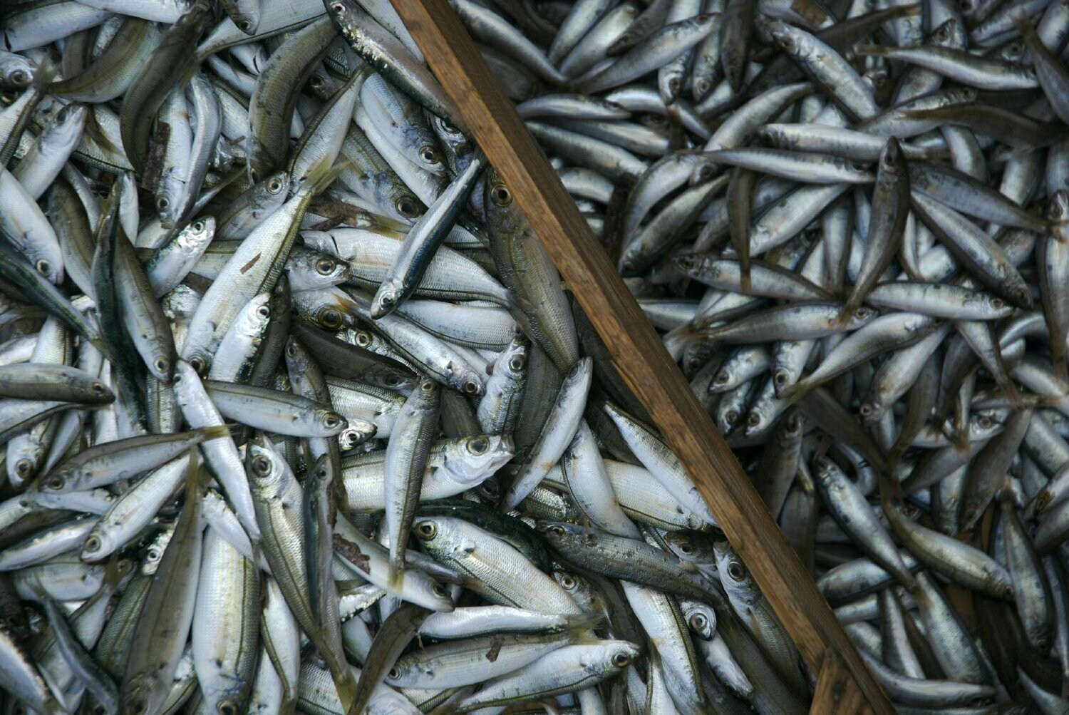 Boquerones