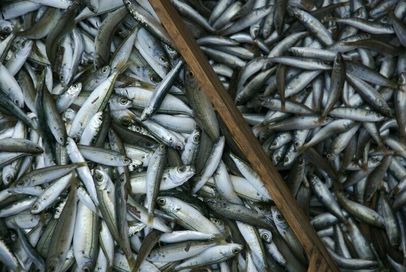 Boquerones