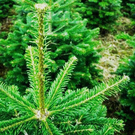Cut Nordmann Fir 5ft Christmas Tree PRE-ORDER NOW FOR COLLECTION OR LOCAL DELIVERY FROM 28/11/25