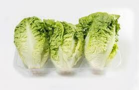 SALADE SUCRINE VERTE ESPAGNE CAT.1 LA BARQUETTE PAR 6