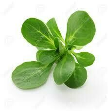 MÂCHE FRANCE CHARENTE-MARITIME CAT.1 LES 100G