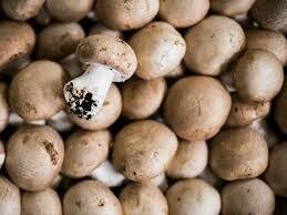 CHAMPIGNON CRÈME LOCAL SAINTES FRANCE CAT.1 LES 500G