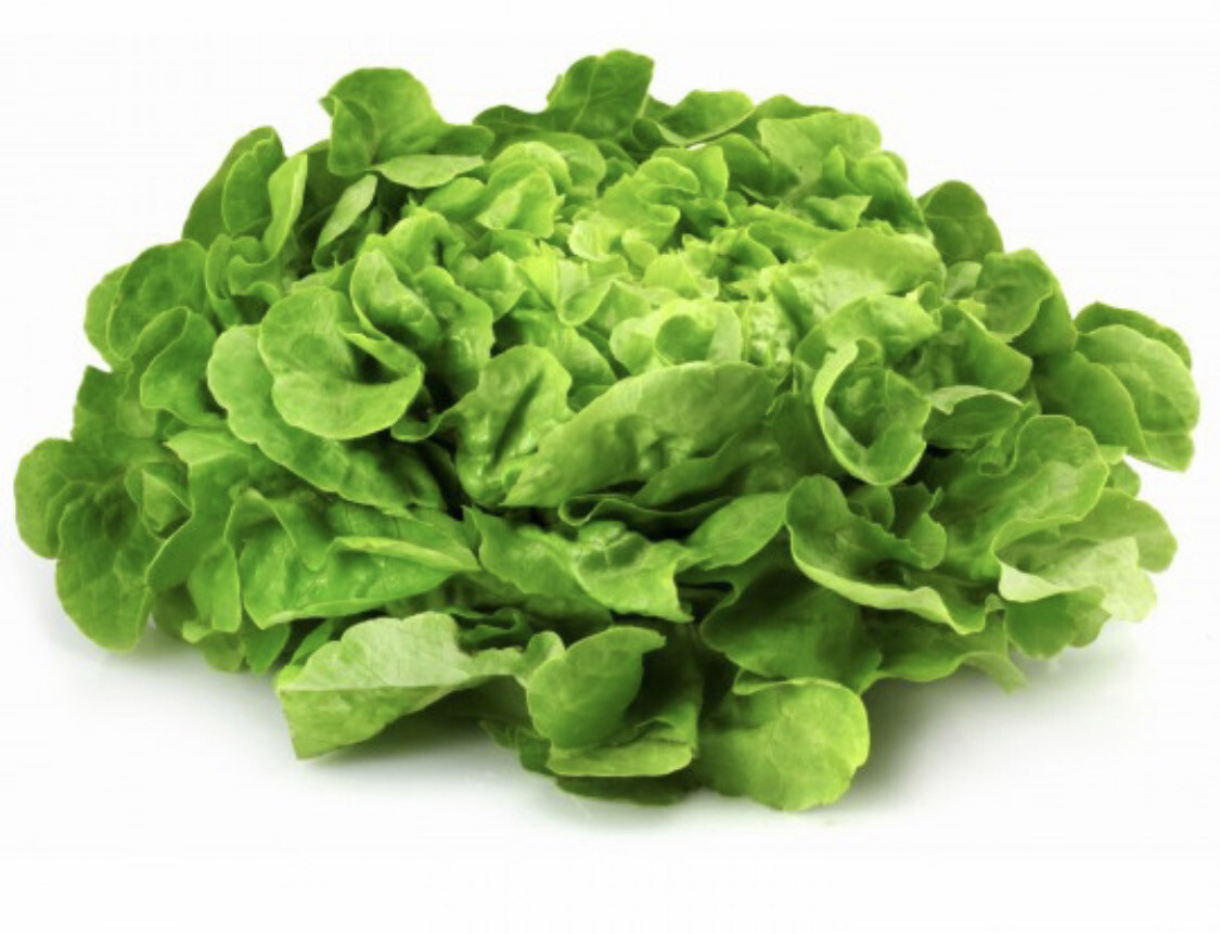SALADE FEUILLE DE CHÊNE VERTE LOCAL FRANCE CAT.1 LA PIÈCE