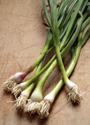 AILLET FRANCE CAT.1 LA BOTTE