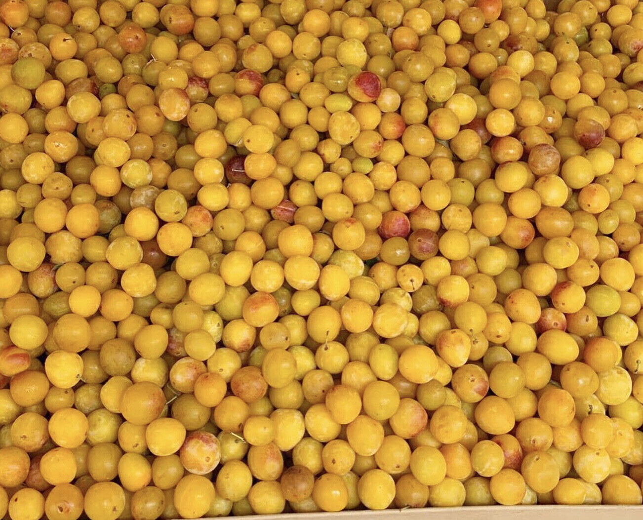 PRUNE MIRABELLE LORRAINE FRANCE CAT.1 LES 500grs